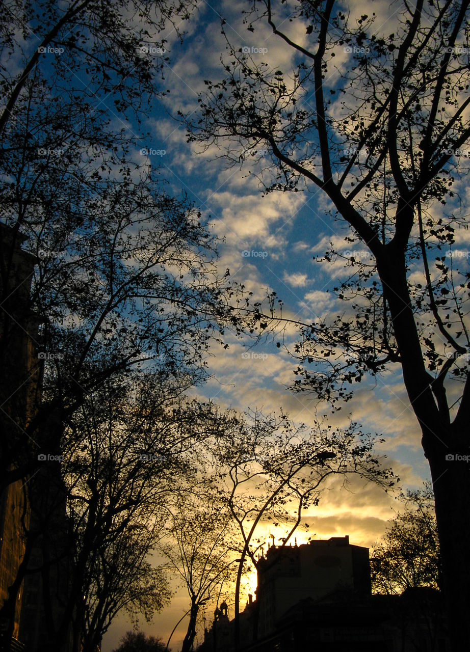 Silhouette of trees