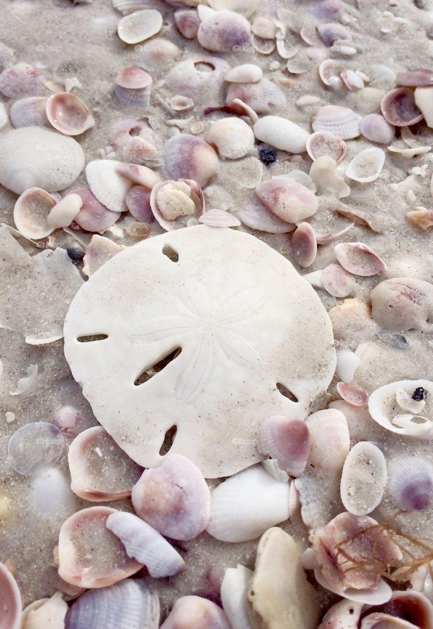 Sand dollar