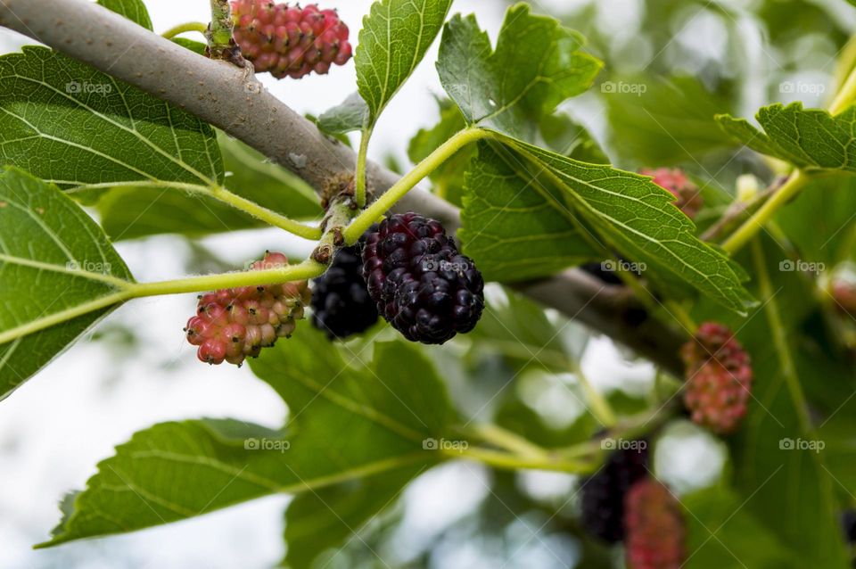 Black mulberry