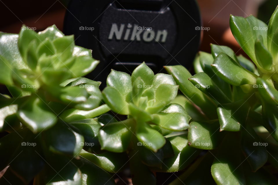 Nikon 📸