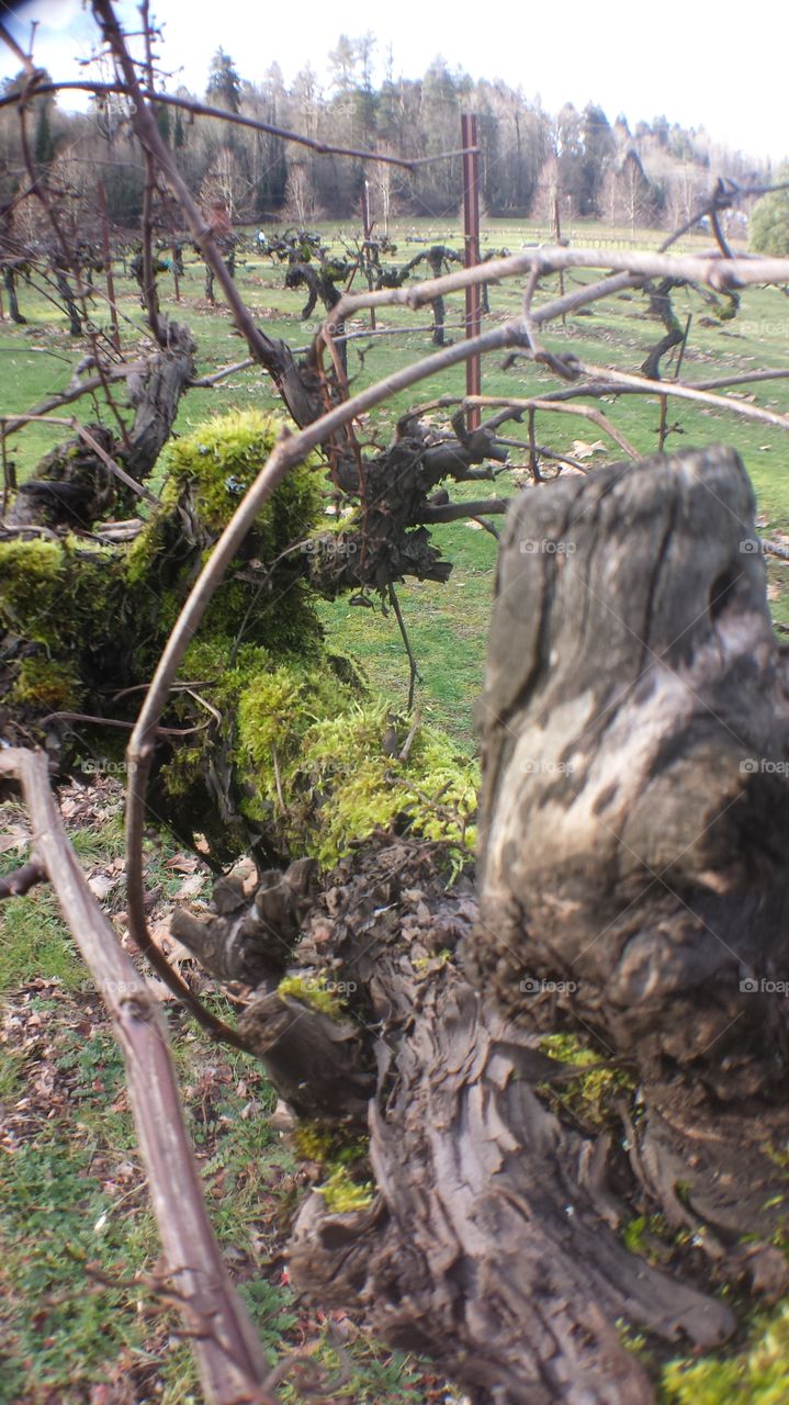 old grape vines