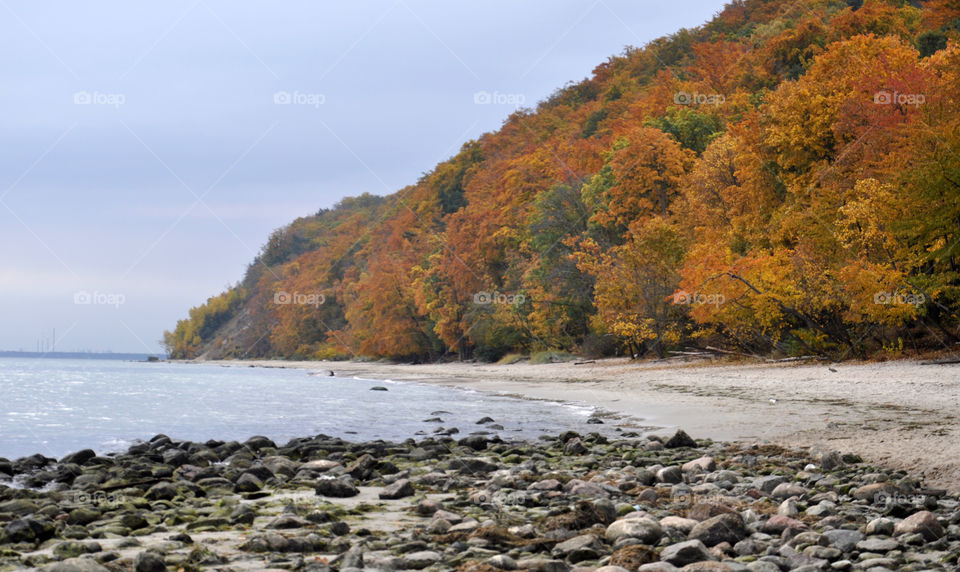 Forest on the beach in Gdynia, Poland 