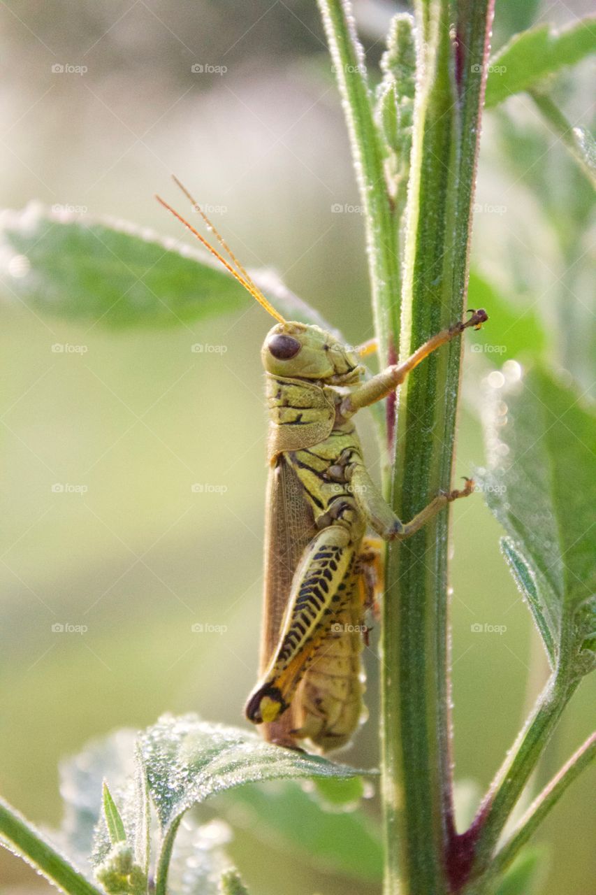 A grasshopper clinging to the stem of a dew-covered plant 