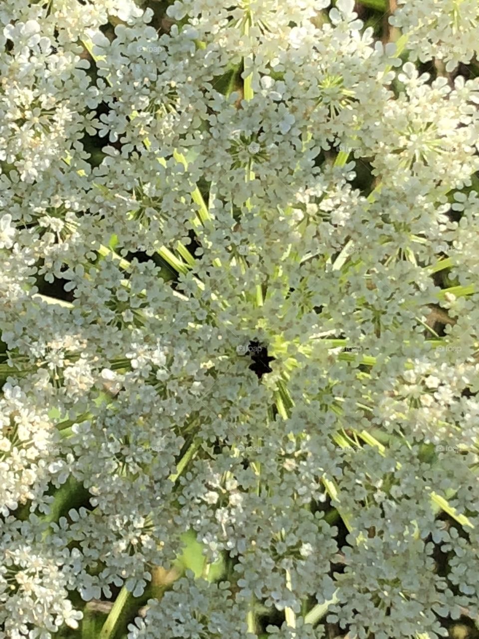 Wild carrot flower