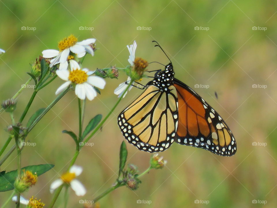 monarch