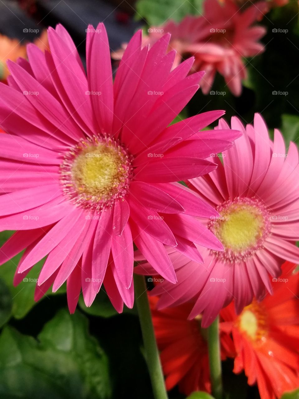 Gerbera daisy flowers blooming in the garden