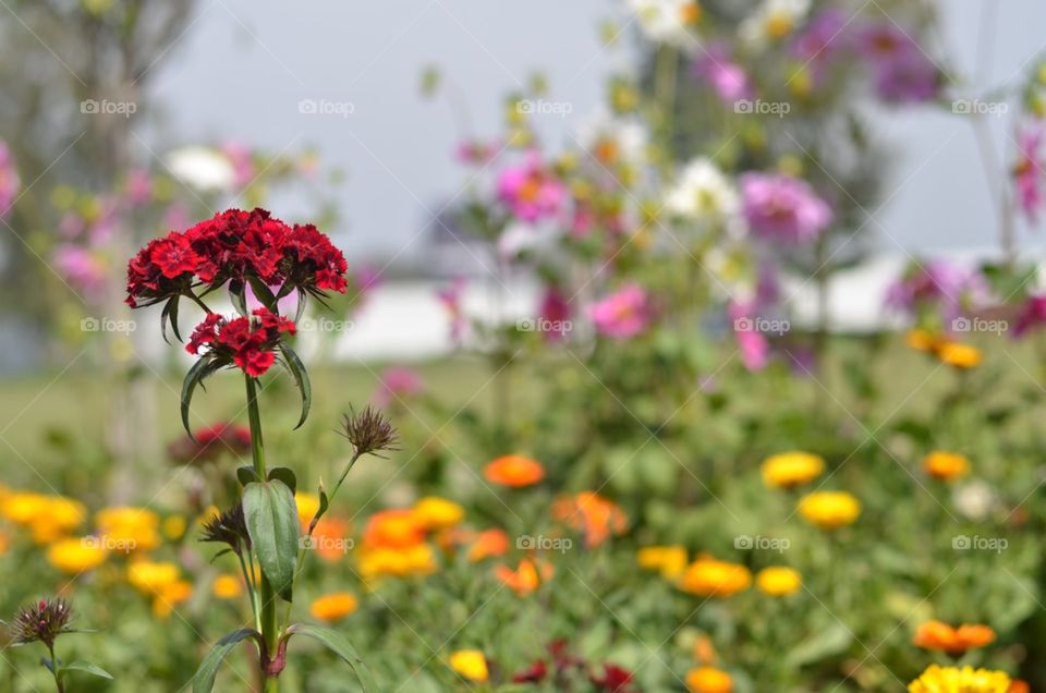 flowers