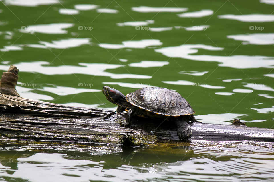 Turtle on a log