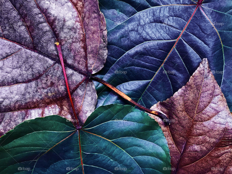Macro shot of a natural background made of colorful fallen autumn leaves with veins 