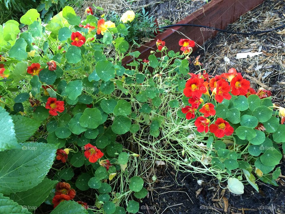 Nasturtiums In the garden