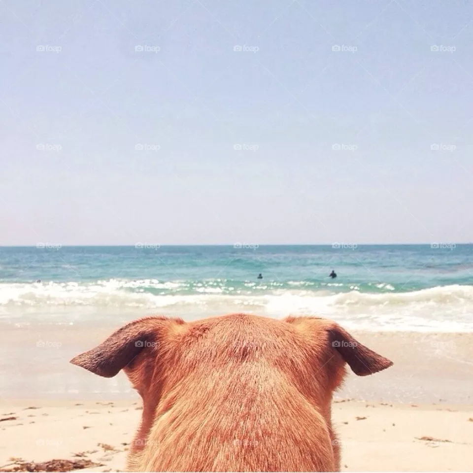 Dog watch