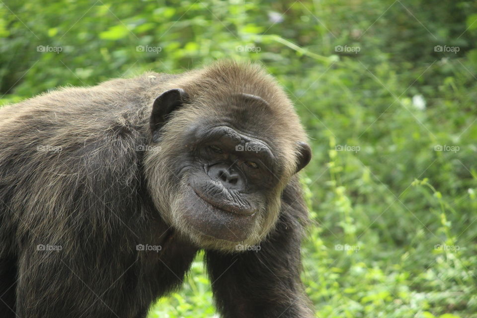 A rare picture of a chimpanzee smiling.