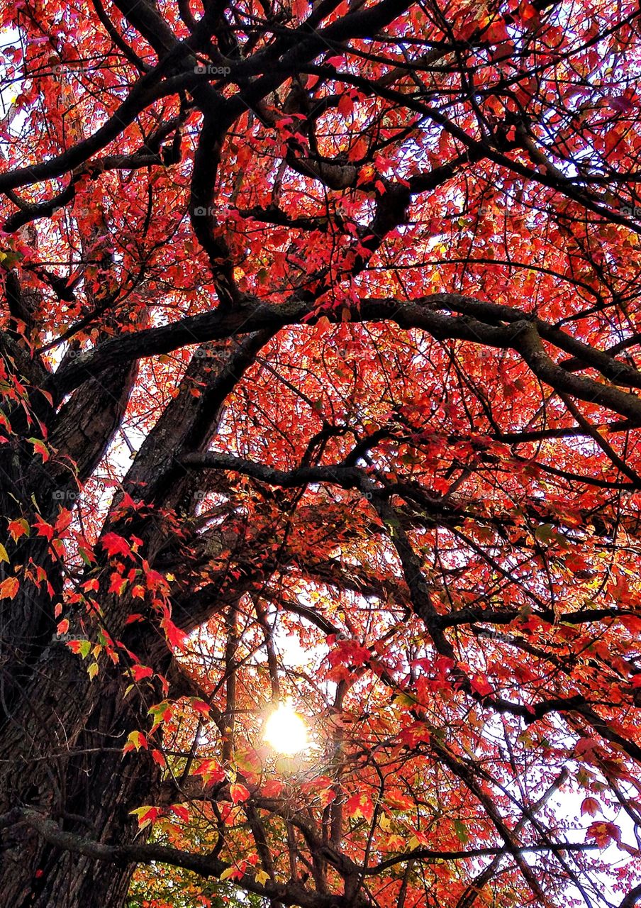 Low angle view of autumn tree