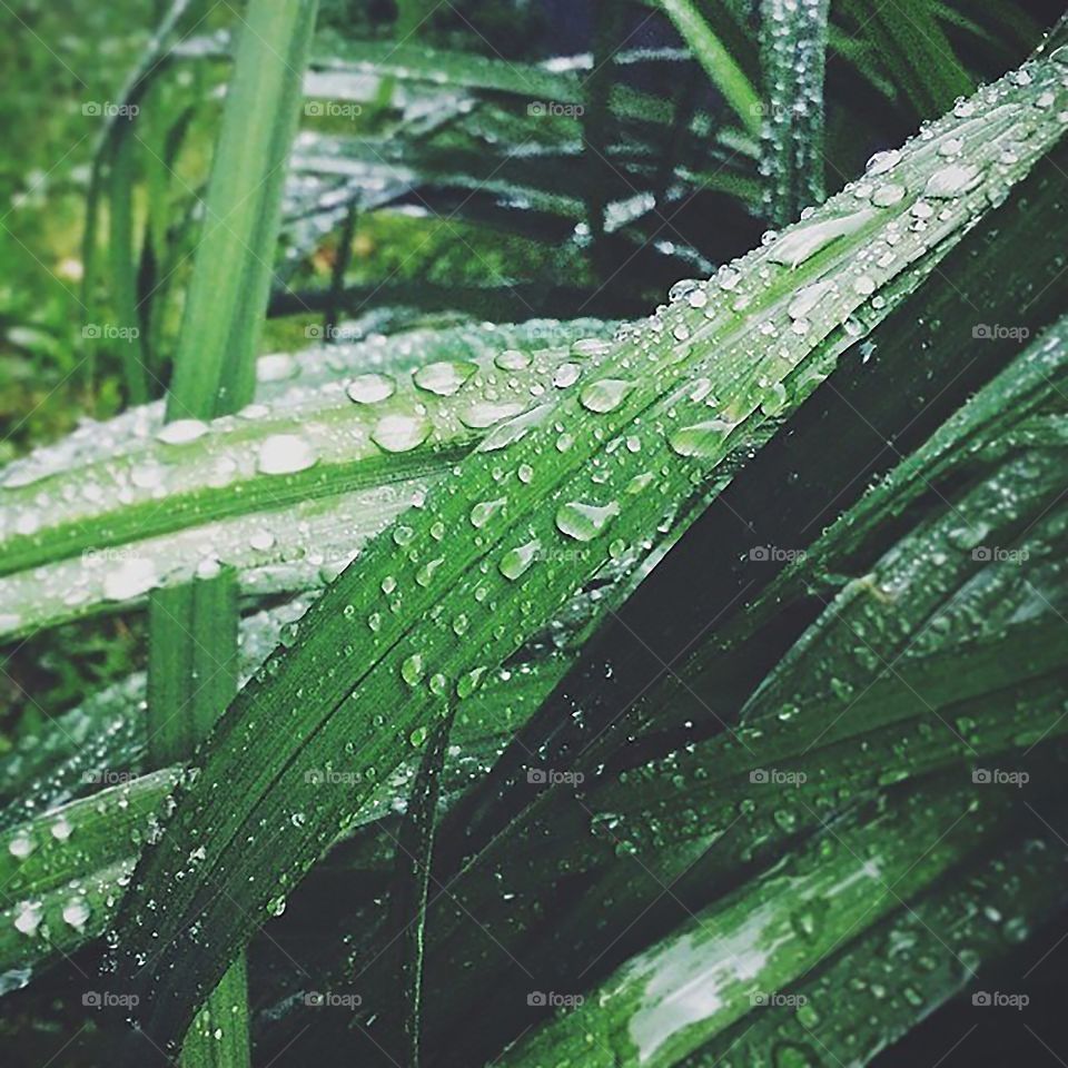 Dew on grass
