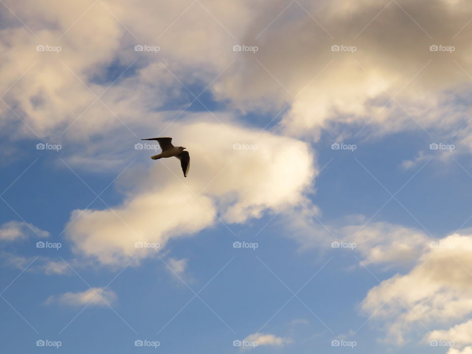 seagull in flight