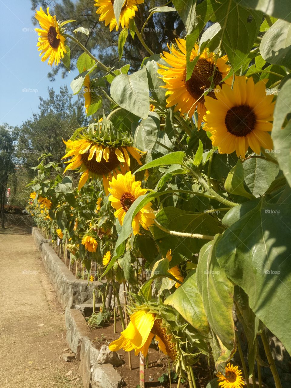 the sunflower at Burnham park baguio city