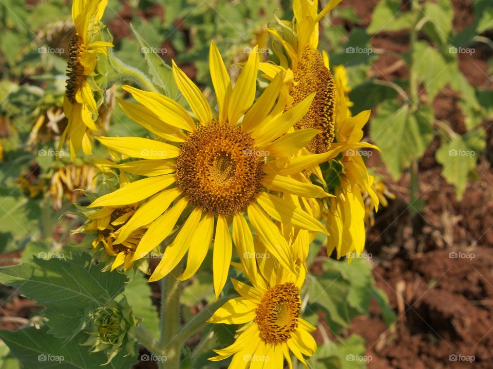 Yellow sunflower in the garden