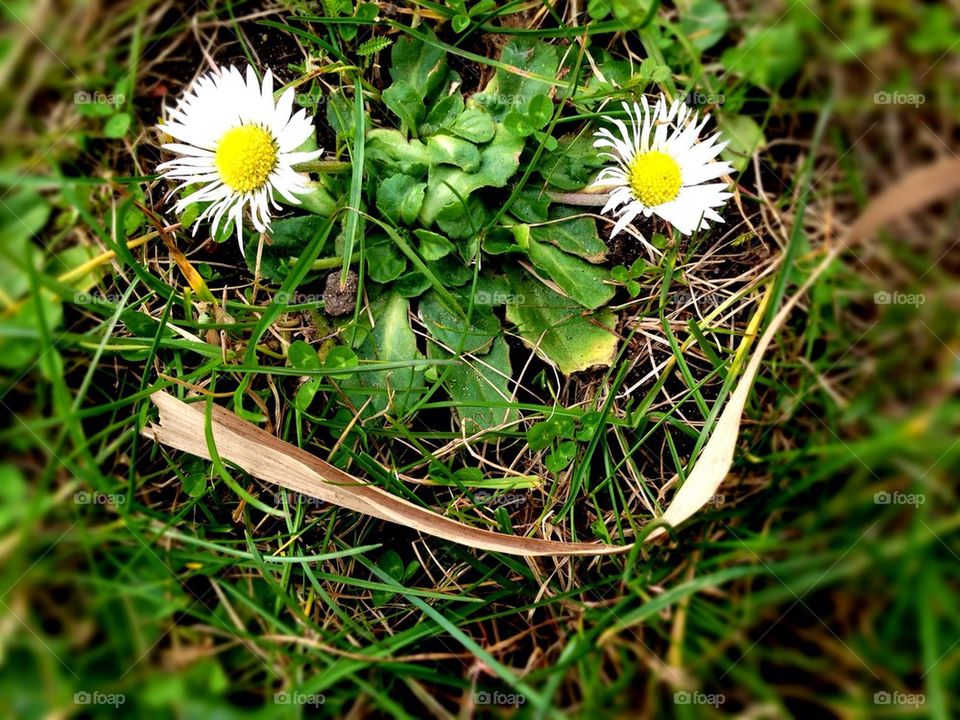 Daisies