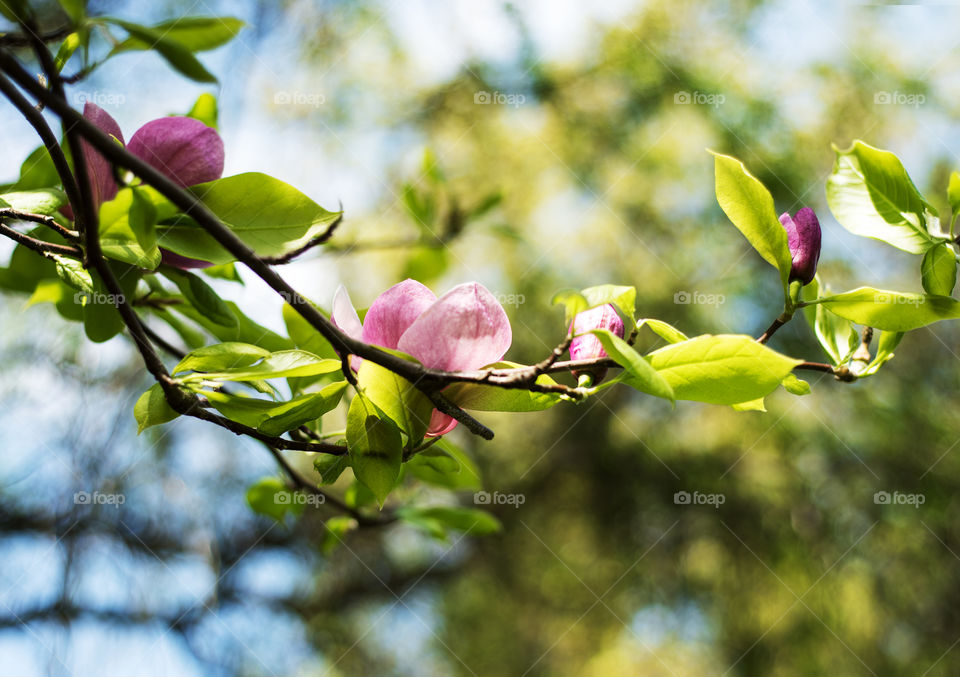 Magnolia flowers 