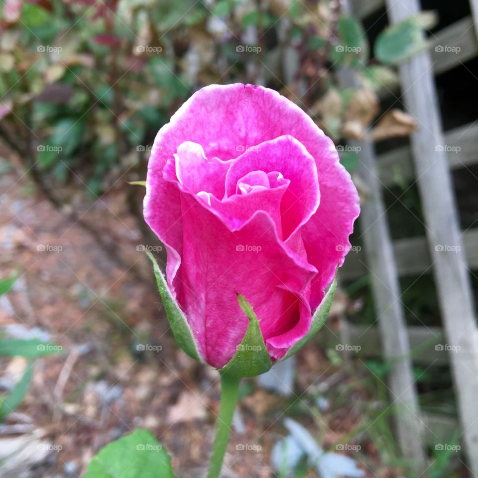 Pink Rose Bud, Bright White Trim on Edges