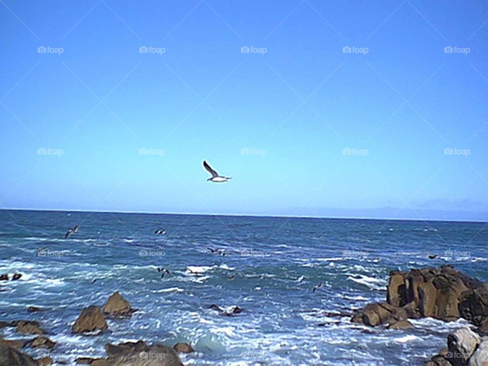 Seagull flying above water 