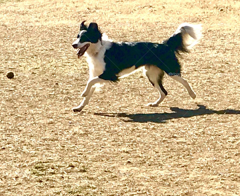 Running Dog