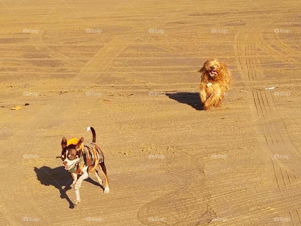 Taco and Rusty playing Dog Tag