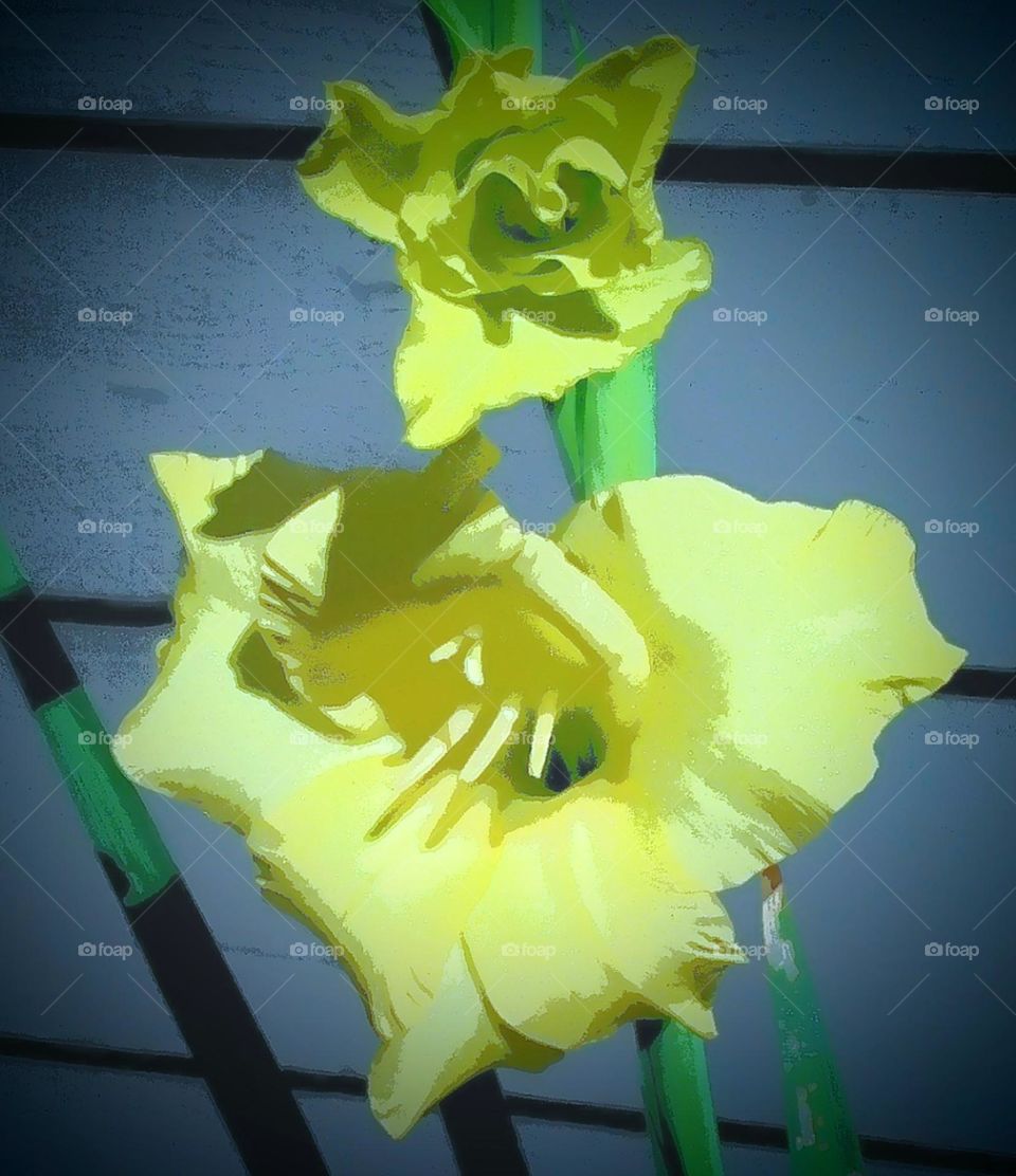 A bright yellow gladiolus, fully bloomed in Grandma's backyard smiling at the sunshine.