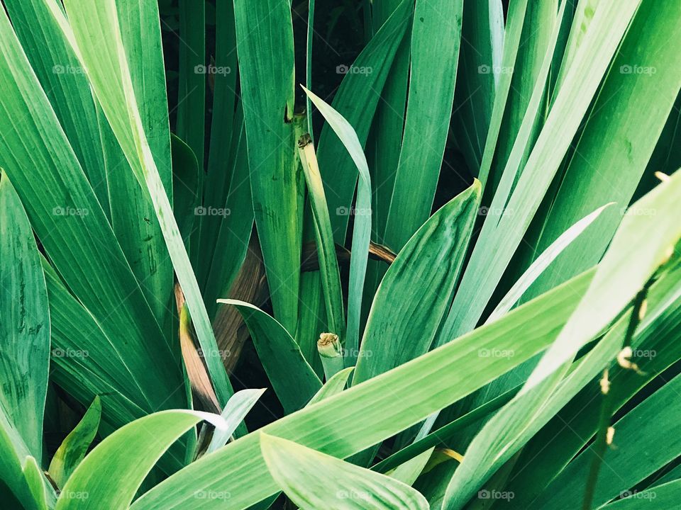 Green leafs