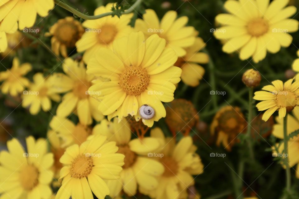 Snail on a petal in chrysanthemum filed