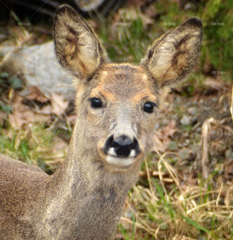 Roe deer in my garden