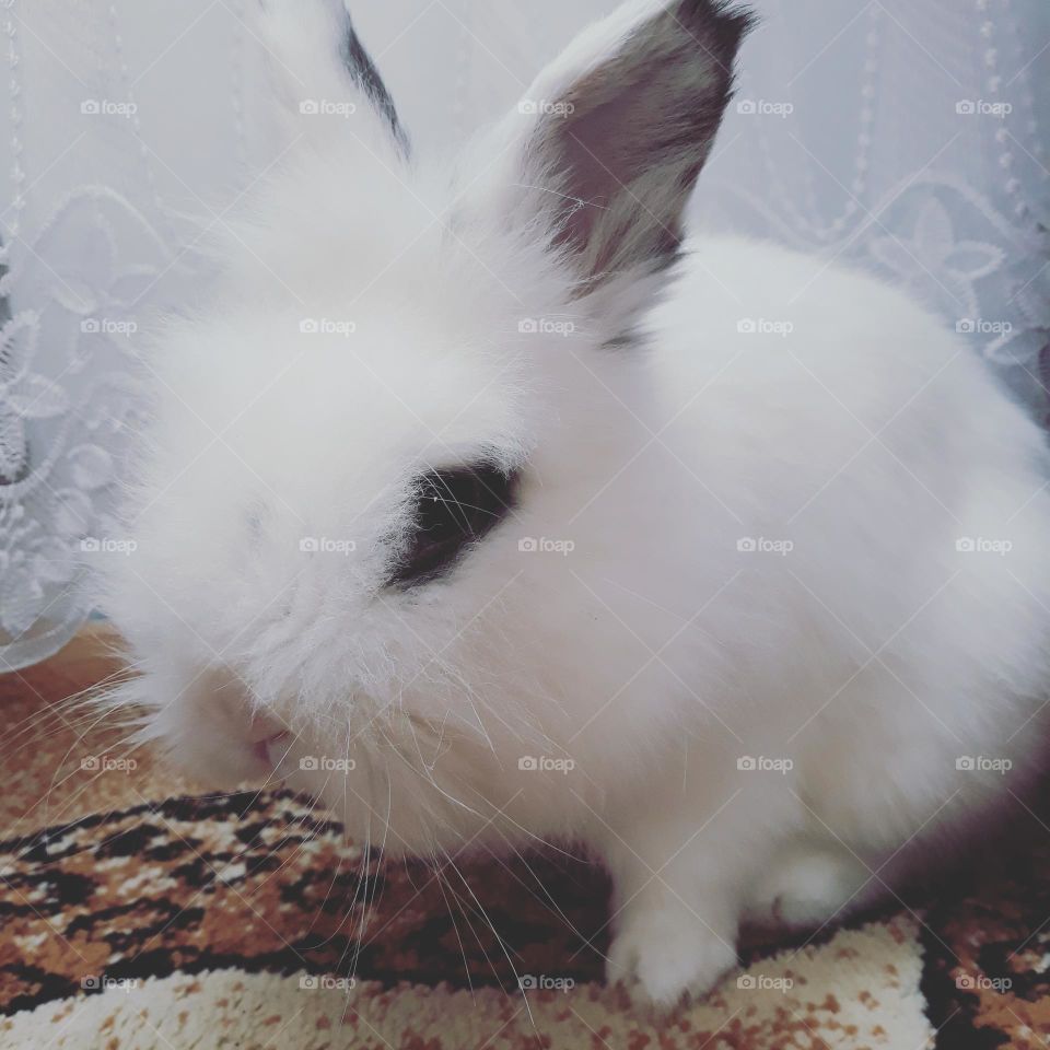 White bunny