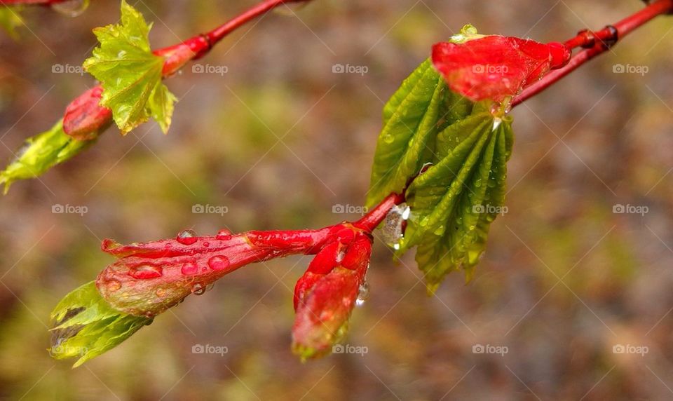 Red Bliss