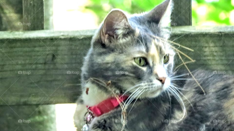 My cat's Chipmunk chase