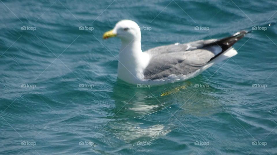 Seagull