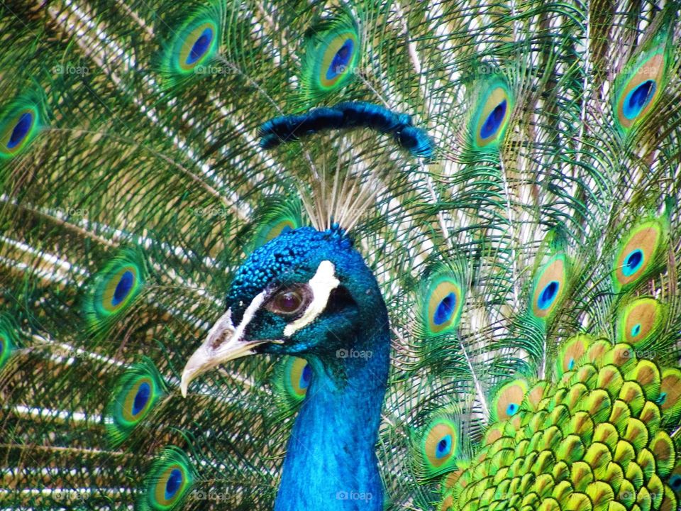 Peacock