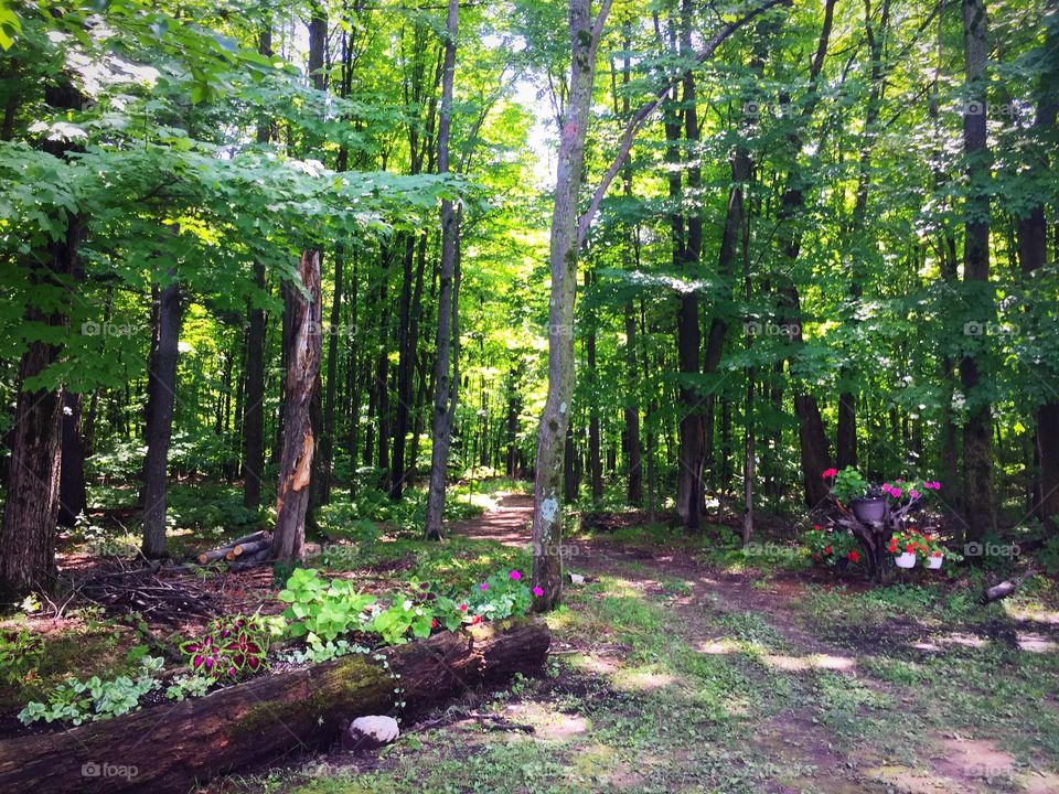 Beautiful footpath in a green forest