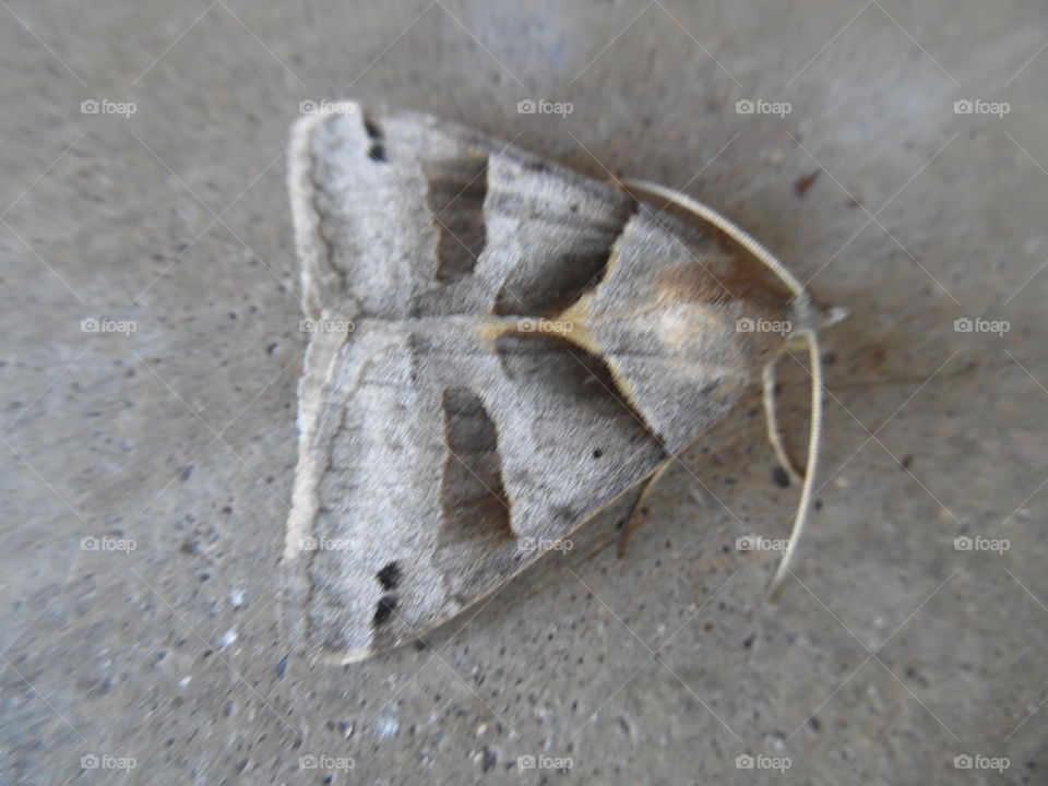 camouflage moth. This is a picture of a moth that is very well blended into the pavement