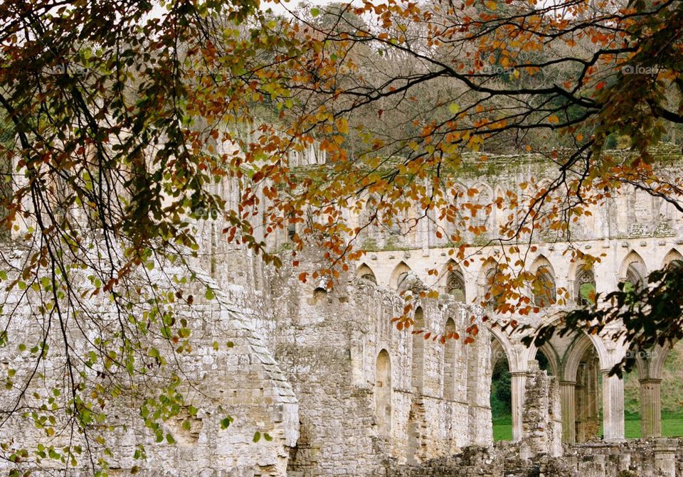 Autumn leaves at rievaulx abbey