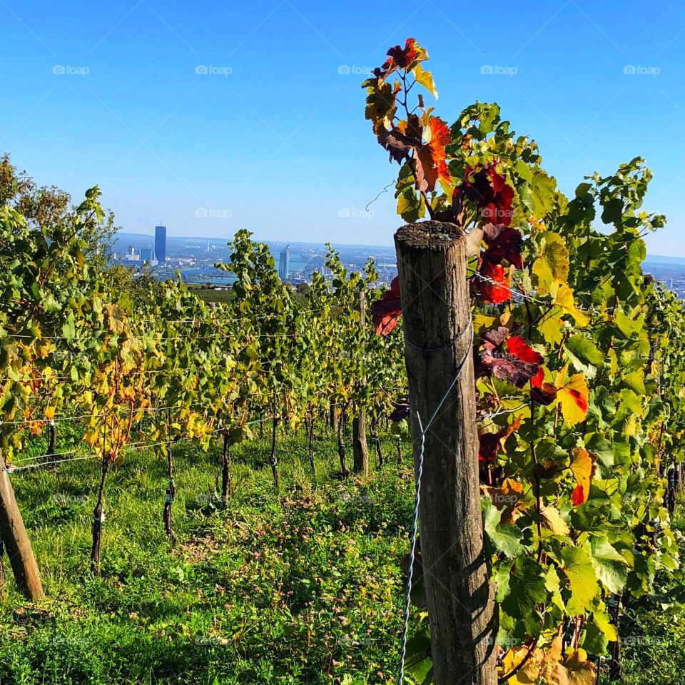 A typical vineyard in Grinzing, view over the city of Vienna during the Hiking Days in the Viennese vineyards in September 2018