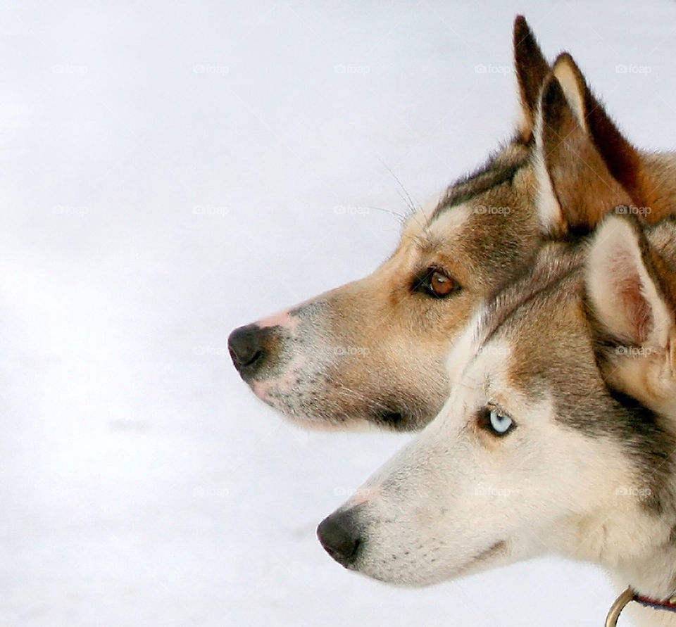 Close up of two dogs.