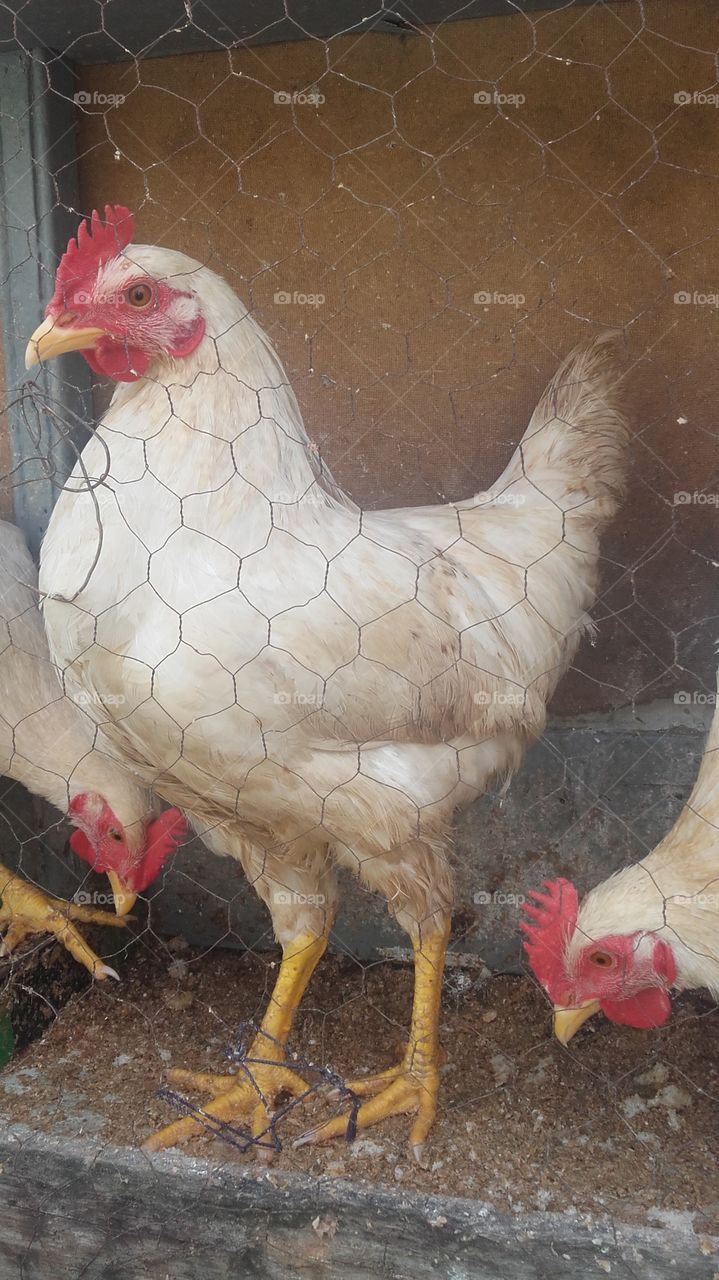 Poultry, Bird, Hen, Farm, Chicken
