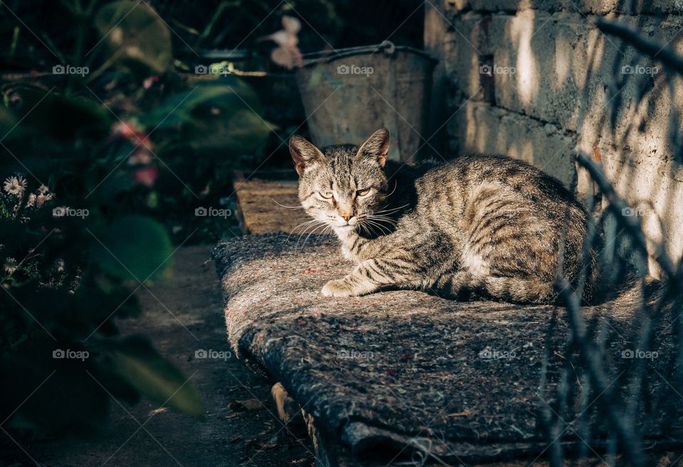 A tabby cat in the garden