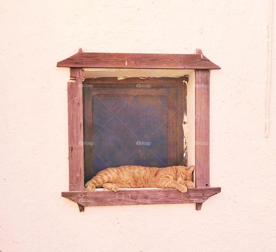 ginger cat sleeping on a wooden frame window in a camp in Sinai