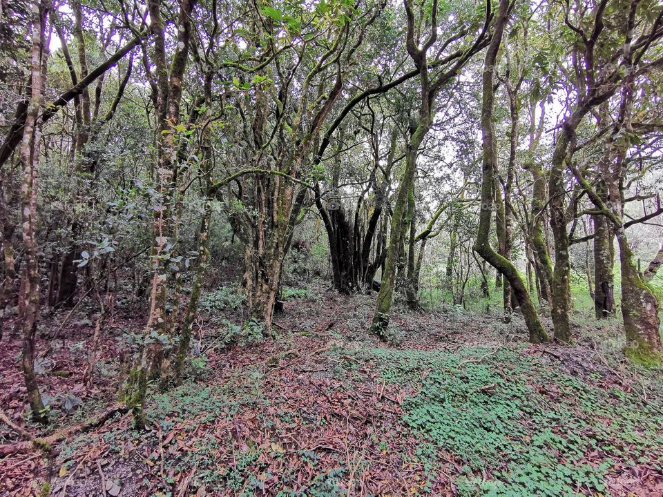 Beautiful Forest in Nilgiri Mountains,Tamilnadu,India.