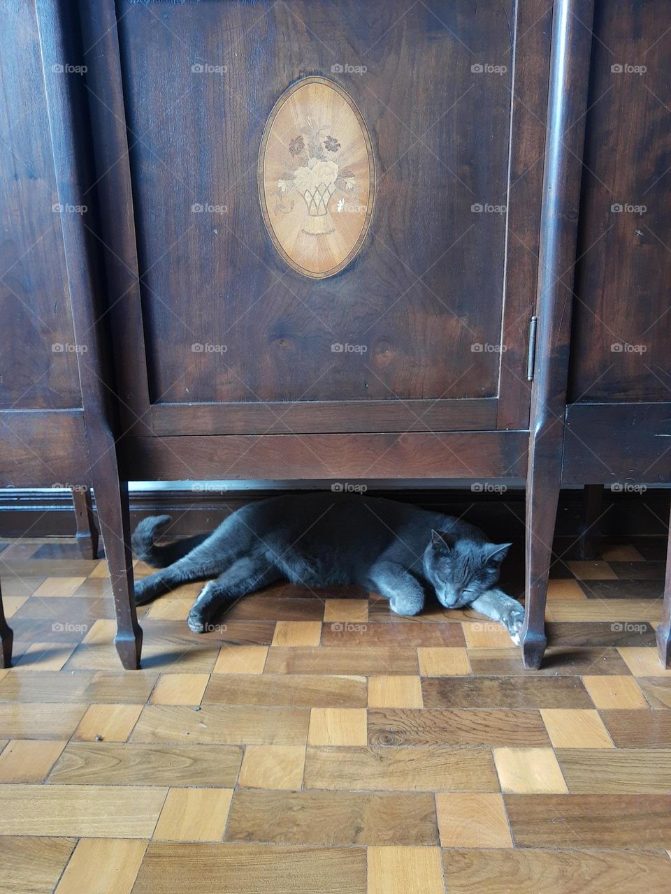 cat resting under old wood furniture