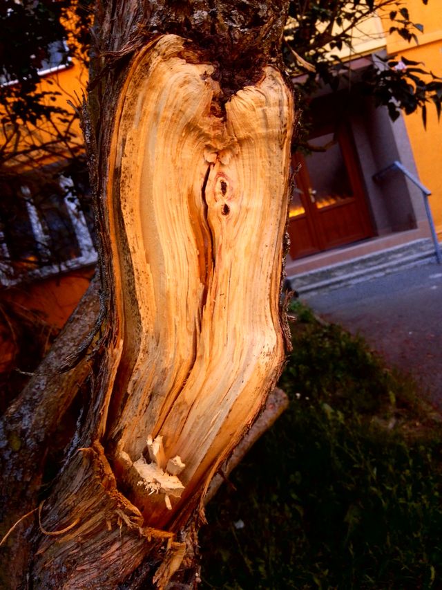 dřevo