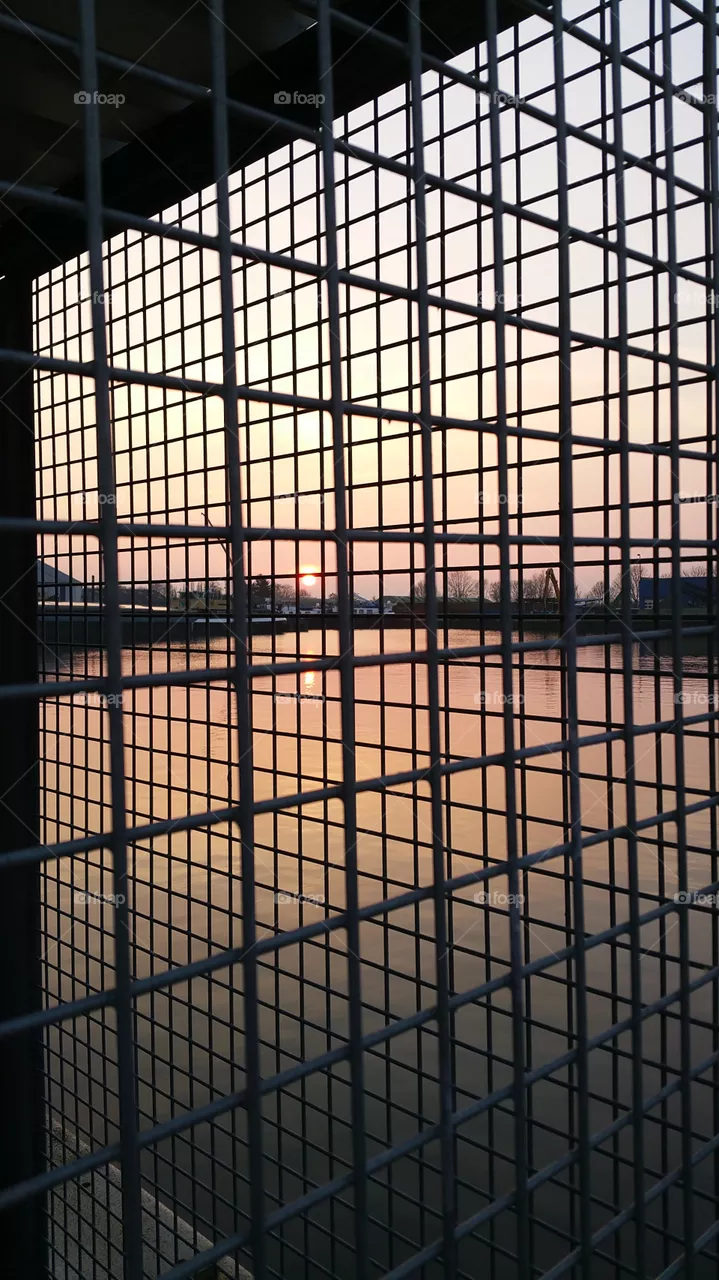 Rat cage