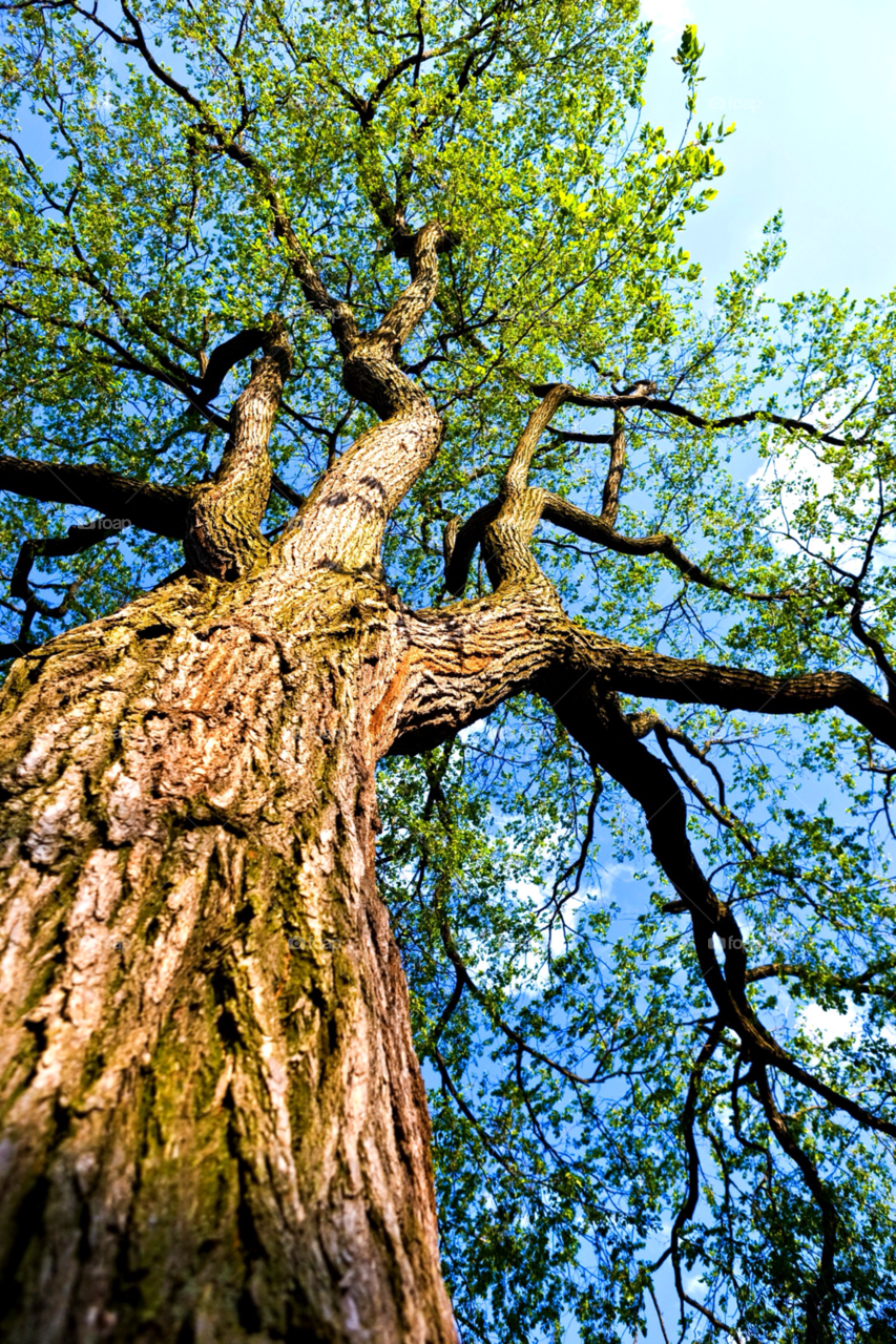 botany outdoors photography tree by jmsilva59