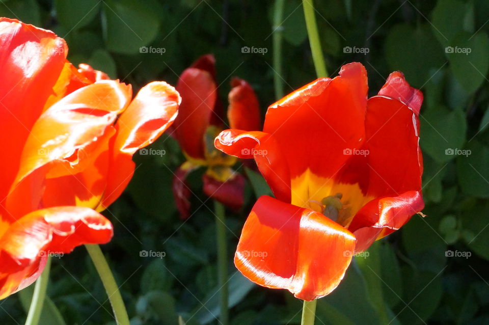 Red Tulip. Red Revival